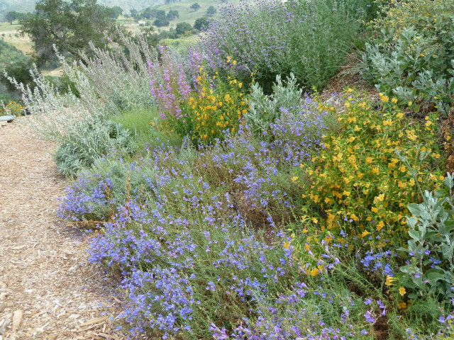 Aromatic and colorful pollinator gardens
