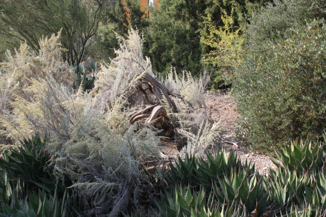 Desert scrub and woodland gardens