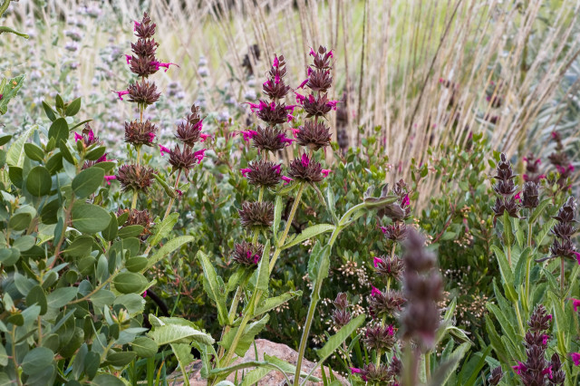 Gardening under oaks